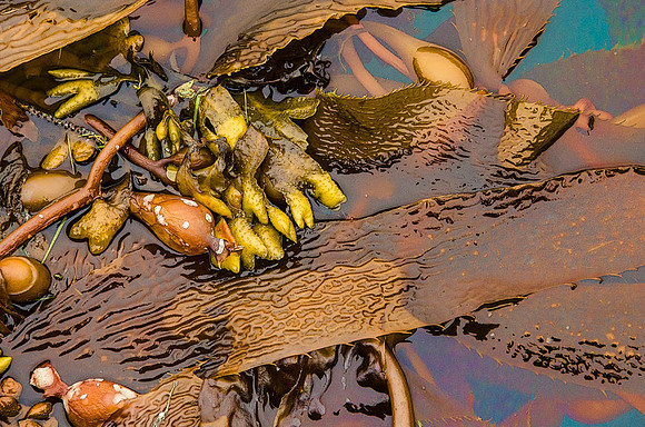 Kelp