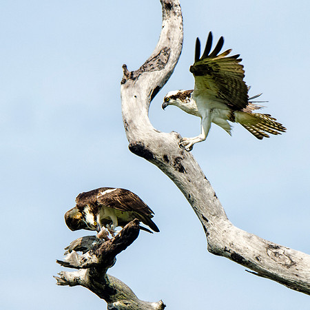 Here comes the male