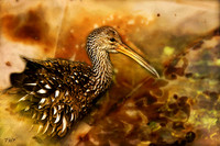 Limpkin #1