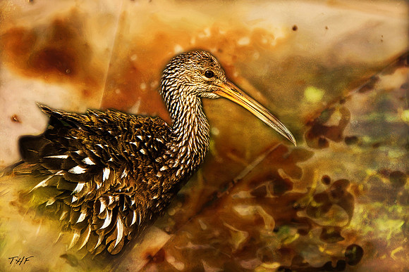 Limpkin #1