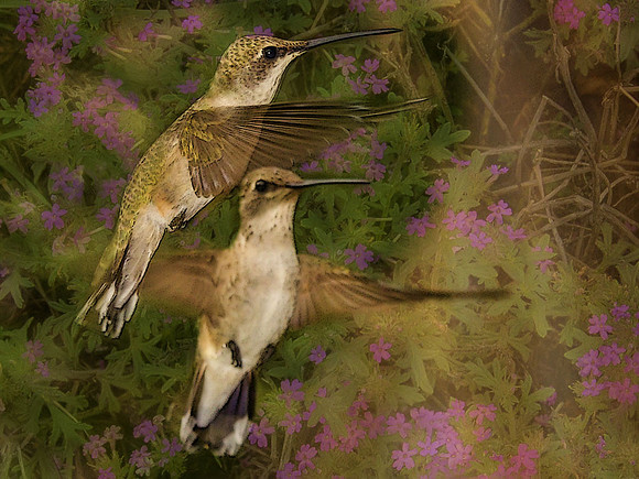 Female black-chinned hummingbirds