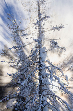 Another snowy plant
