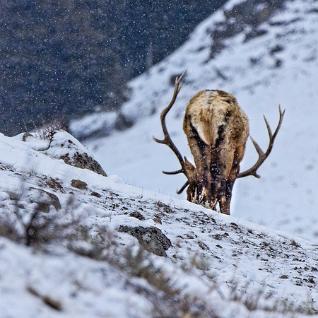 Bull elk feeding #1