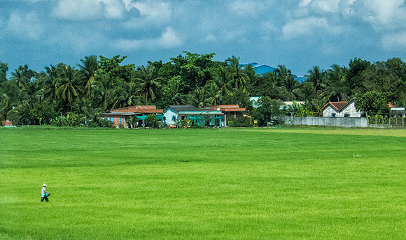 A typical rice field en route to the Mekong Delta