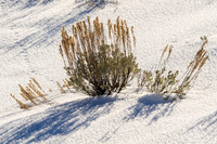 Sagebrush