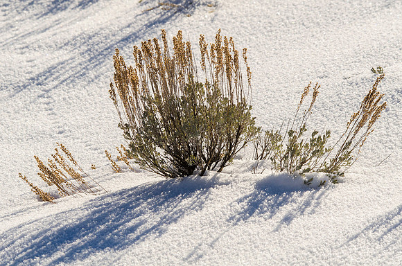 Sagebrush
