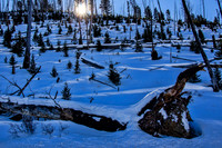 Forest regenration #2