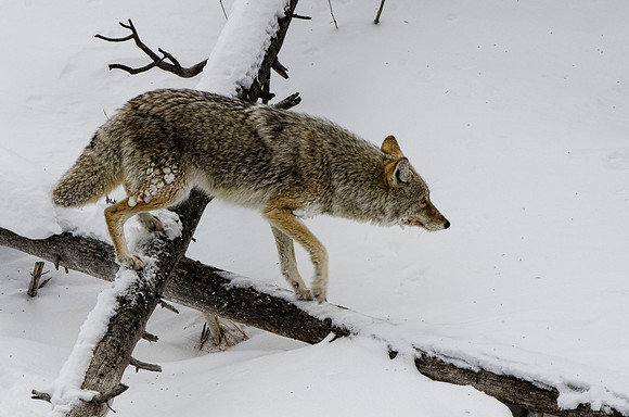 Coyote hunting #6