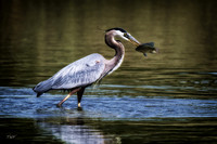 Great blue heron