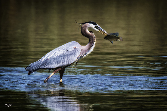 Great blue heron