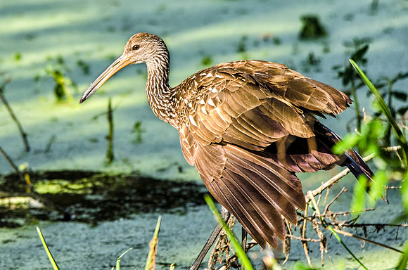 Limpkin #2