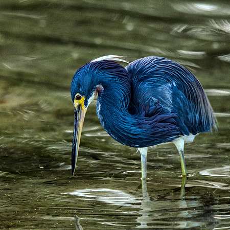 Searching for its next meal
