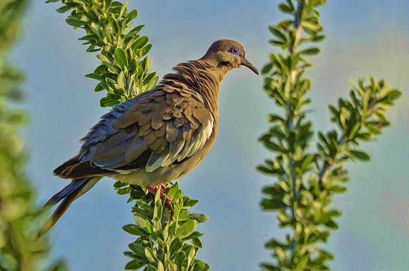 White-winged dove on ocotillo