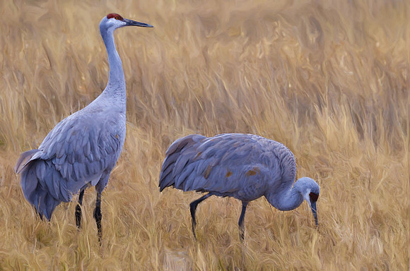 A stately pair