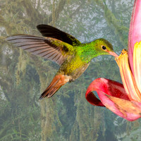 Rufous-tailed hummingbird