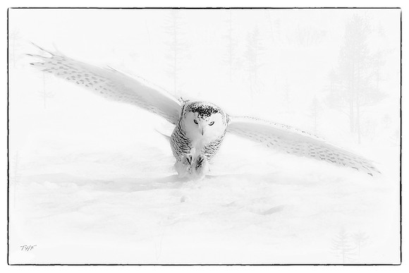 snowy owl #4