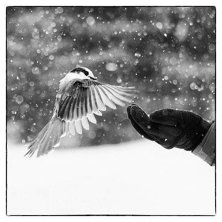 Grey jay