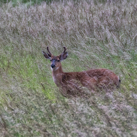 Mule deer in grassland