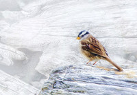 White-crowned sparrow