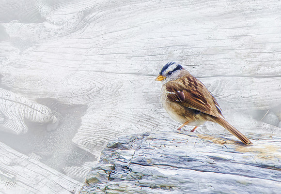 White-crowned sparrow
