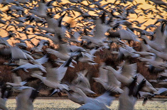 Snowgoose blastoff #1