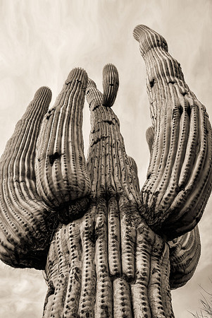 Massive saguaro