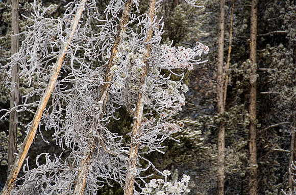 Winter wonderland #5