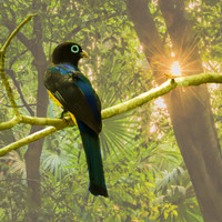 Male Black-headed trogon #1