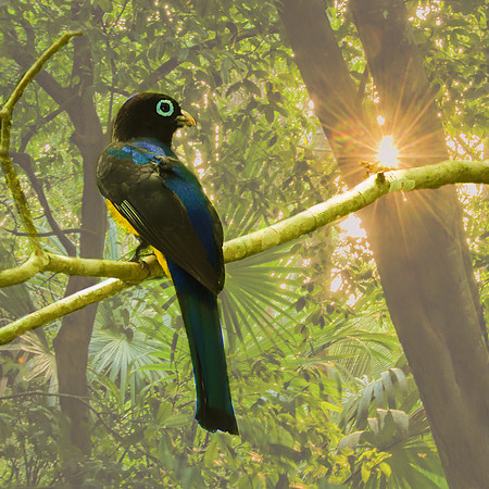 Male Black-headed trogon #1