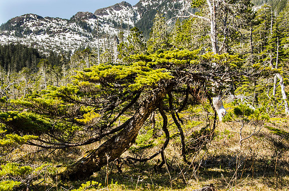 Shore pine in muskeg habitat #1