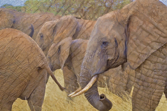 Elephants passing