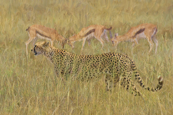 Cheetah and prey