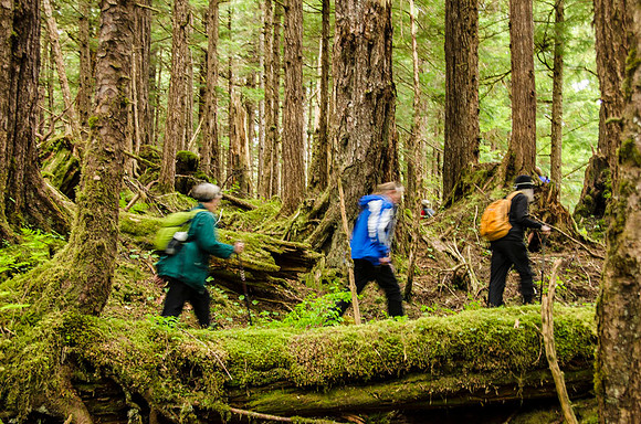 Hiking in old growth temperate rain forest