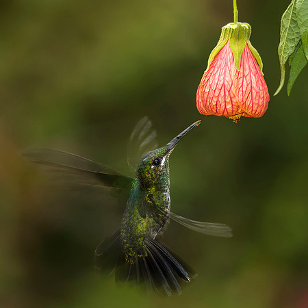 female Green-crowned brilliant