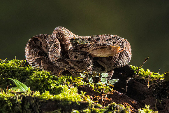 Fer-de-lance