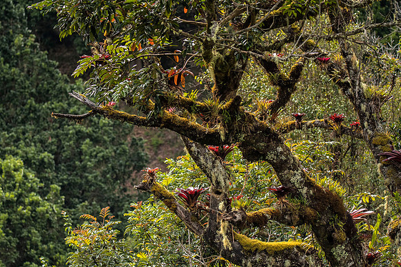 Cloud forest vegetation