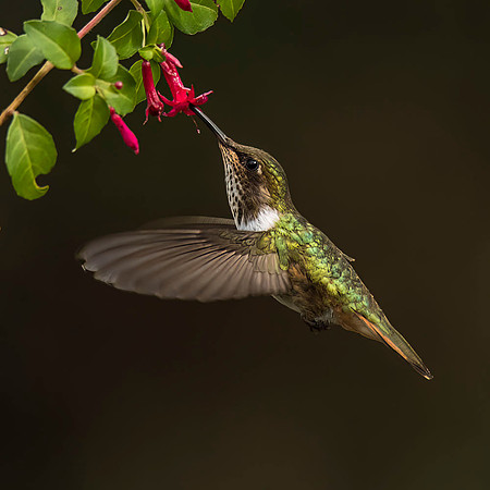 female Volcano hummingbird