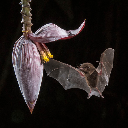 Dusky long-tongued bat