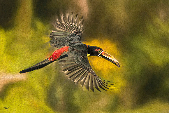 Collared aracari in flight