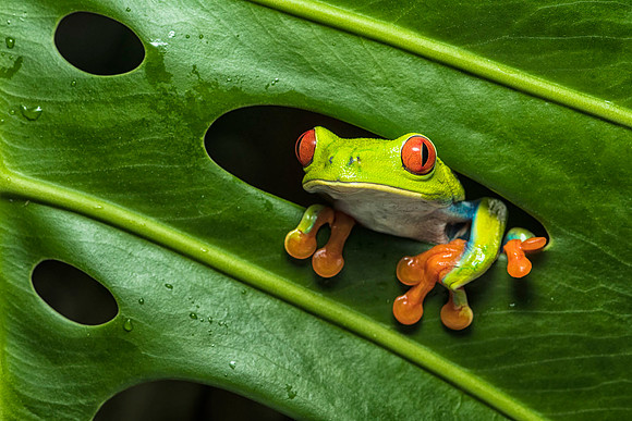 Red-eyed tree frog