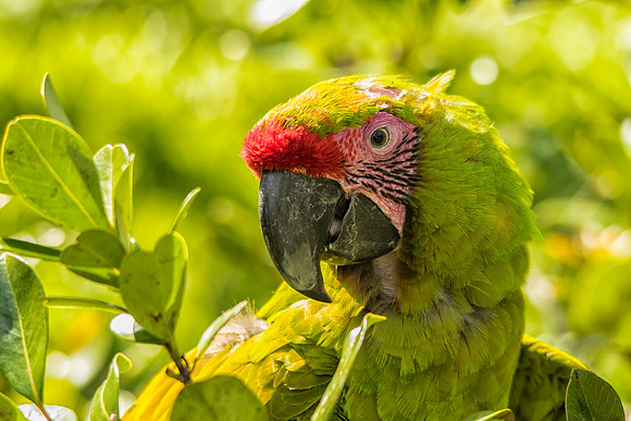 Great green macaw