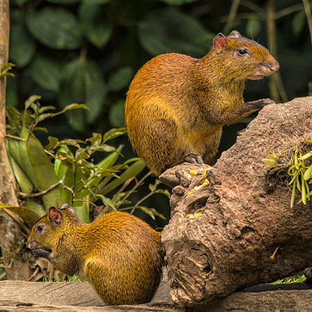 Mom and baby agoutis