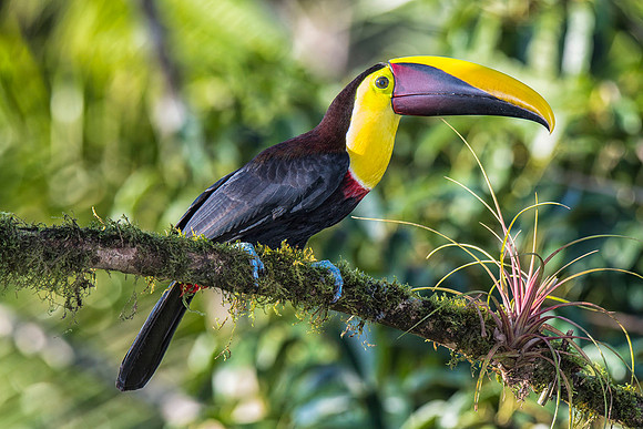 Chestnut-mandibled toucan