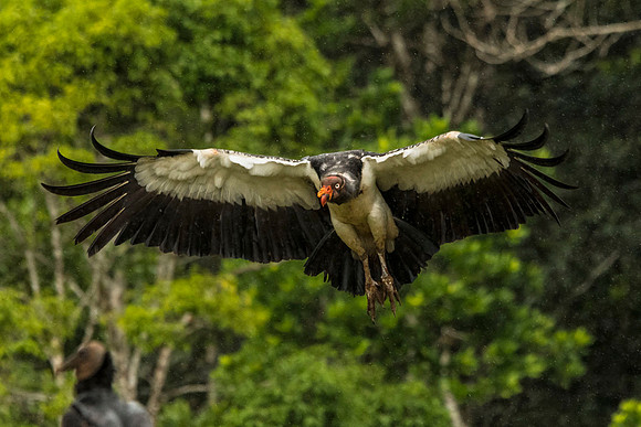 King vulture in flight