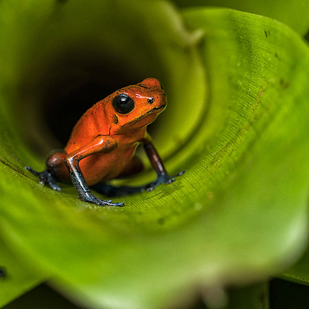 Strawberry poison frog