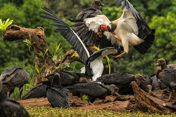 King and Black vultures feeding
