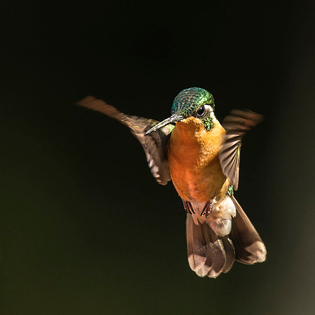 female Purple-throated mountaingem