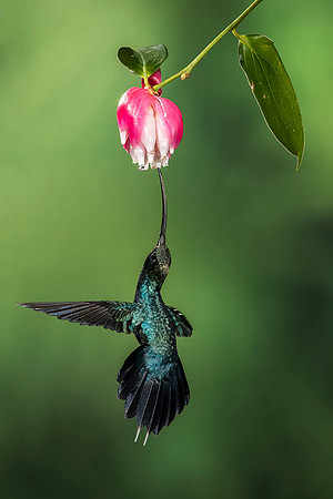 Green hermit
