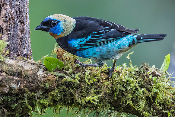 Golden-hooded tanager