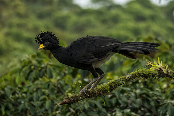 male Great curassow